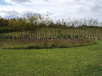 Uncut meadow