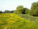 Field covered with buttercups