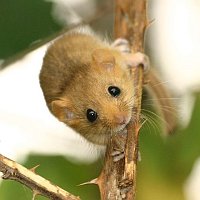 Dormouse on bramble- Björn Schulz