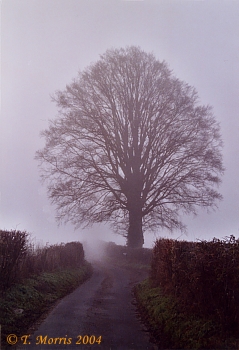Beech tree on Straight Lane