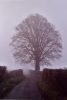 Beech tree on Straight Lane