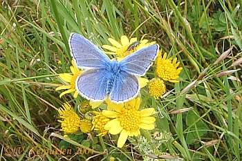 Common blue on flower