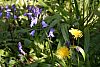 Bluebells and dandelions in the garden