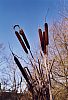 Bullrushes on the river Test