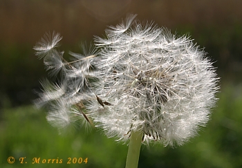 Dandelion seed head