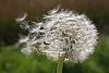 Dandelions seed head