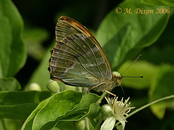 Silverwashed fritillary with wings closed