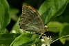 Silverwashed fritillary with wings closed