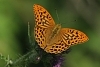 Silverwashed fritillary with wings open