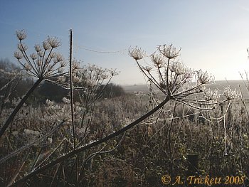 Frozen umbel