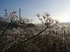 Frozen umbel