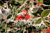 Rose hips in frost