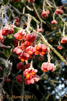 Spindle berries in frost