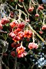 Spindle fruit in frost