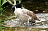 Canada goose splashing in river