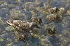 Mother and babies mallard