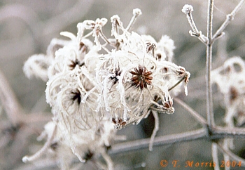 Frosted old man's beard