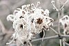 Frosted old man's beard