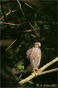 Sparrowhawk