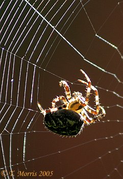 Spider on web