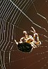 Garden spider on web