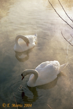 Swans