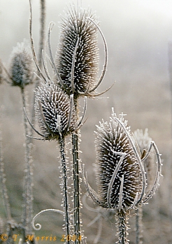 Frosted teasels