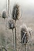 Frosted teasels