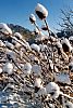 Teasels in snow