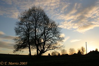 Tree silhouette at Quidhampton