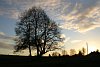 Tree silhouette