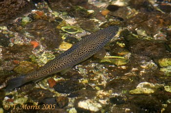 Trout in river Test