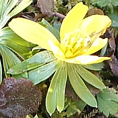 Lesser celandine