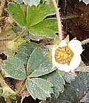 Barren strawberry