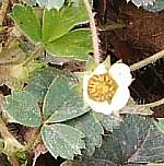 Barren strawberry