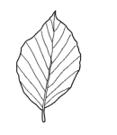 Beech leaf