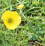 Bulbous buttercup