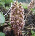 Butterbur