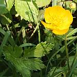 Creeping buttercup