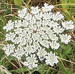 Wild carrot