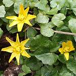 Lesser celandine