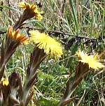 Colt's foot