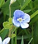 Speedwell flower