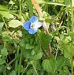 Common speedwell