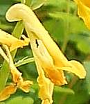 Corydalis flower