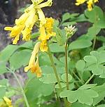 Corydalis