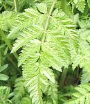 Cow parsley leaf