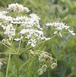 Cow parsley