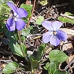 Dog violet