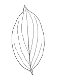 Dogwood leaf